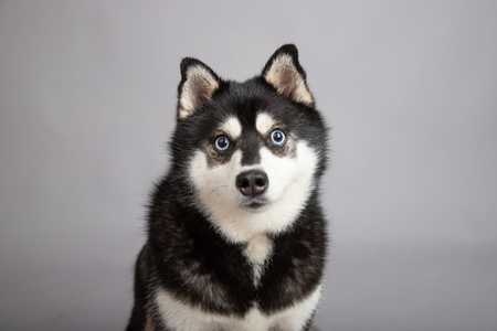 Baby alaskan retailer klee kai